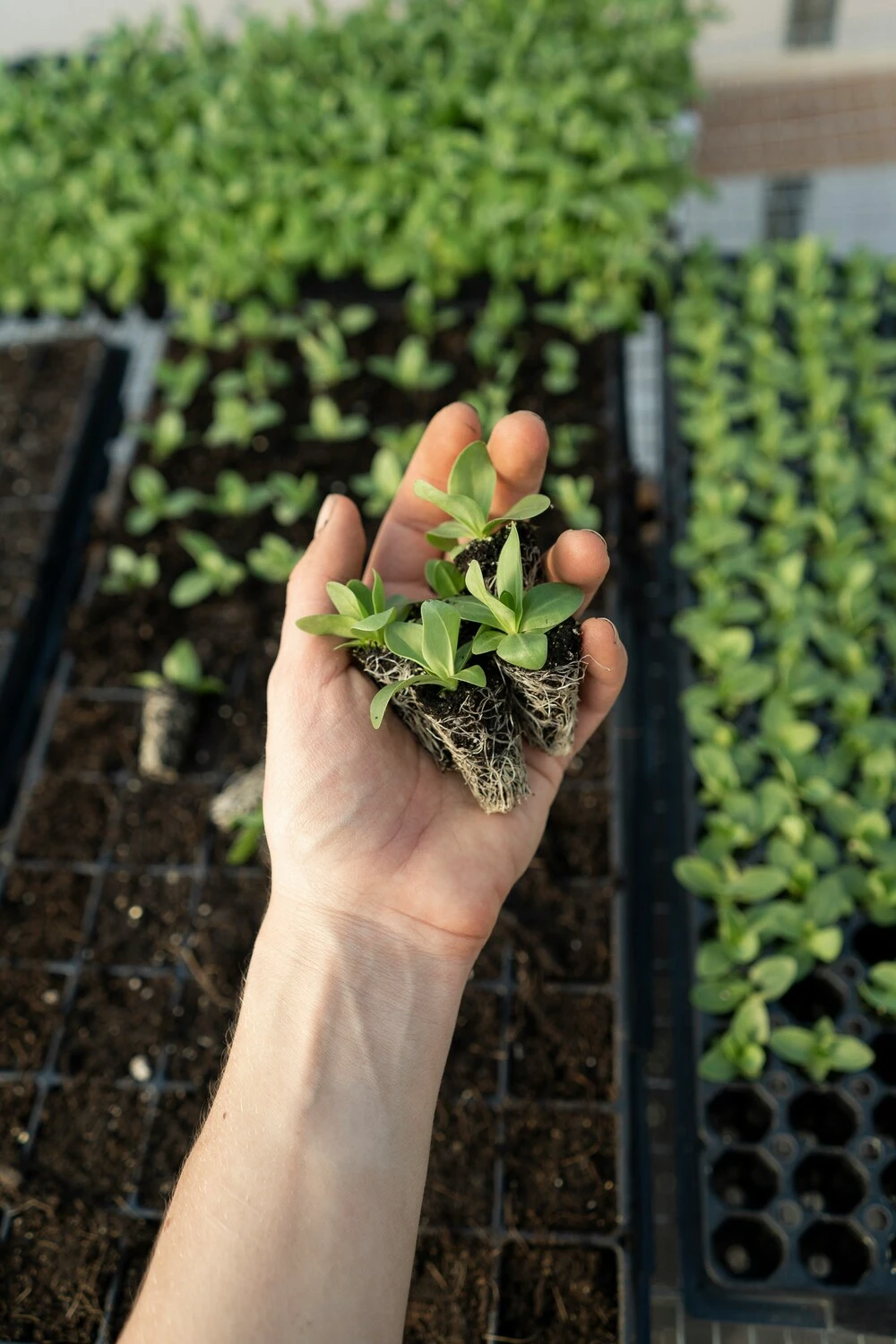 Italia Agrifood Innovation Innovazione
